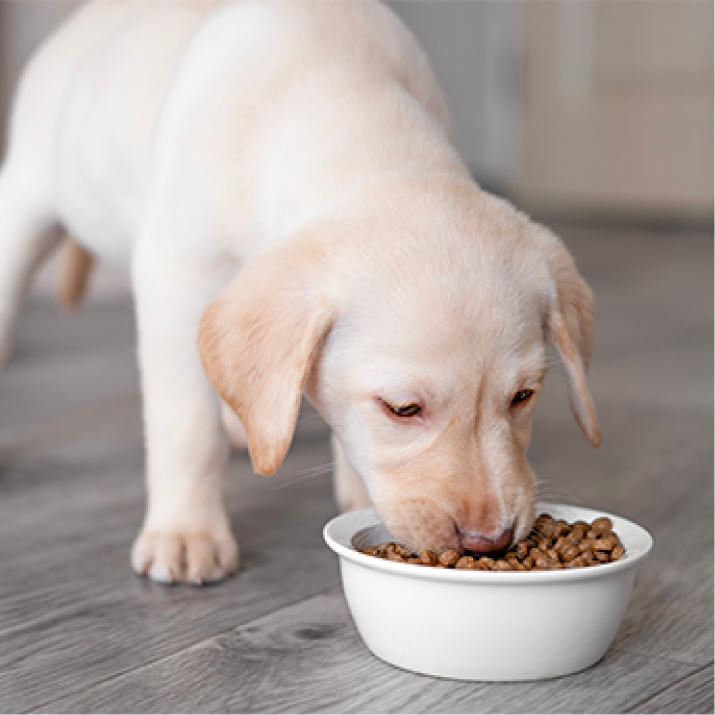 Perro cachorro comiendo de su plato.jpg